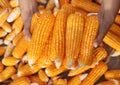 Corns in Farmers Hands