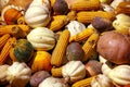 CORNS AND GOURDS DISPLAYED IN THE SUN.