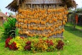 Corns or maizes hanging on bamboo wall Royalty Free Stock Photo