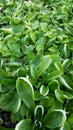 Cornsalad Valerianella locusta fresh on vegetables bed Royalty Free Stock Photo