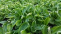 Cornsalad Valerianella locusta fresh on vegetables bed Royalty Free Stock Photo