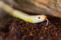 Cornsnake hunting for food with its toungue poking out Royalty Free Stock Photo