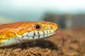 Cornsnake hunting for food with its toungue poking out Royalty Free Stock Photo