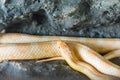 Cornsnake lying on the stone Royalty Free Stock Photo