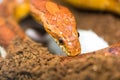 Cornsnake portrait close up view Royalty Free Stock Photo