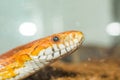 Cornsnake portrait close up view Royalty Free Stock Photo