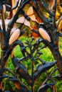 Cornstalk fence in New Orleans