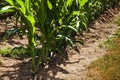 Cornstalks growing in a cornfield