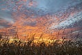 Cornstalks and Sunset Drama Over Indiana Cornfield