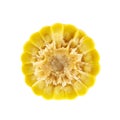 Cornstick corn on the cob cutaway Royalty Free Stock Photo
