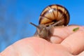 cornu aspersum, garden snail on hand in macro