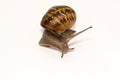 Cornu aspersum Garden Snail Royalty Free Stock Photo