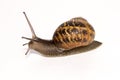 Cornu aspersum Garden Snail Royalty Free Stock Photo