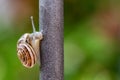 Close up view of a cute garden snail, slowly coming out of its shell. Lovely, brown, fibonacci, spiral, helix pattern.