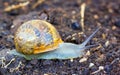 Garden snail Helix Aspersa on a walk after the rain.