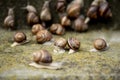 Cornu aspersum, known by the common name garden snail, is a species of land snail Royalty Free Stock Photo
