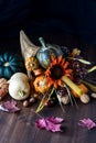 Cornucopia autumn arrangement against a black background. Royalty Free Stock Photo