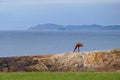 Cornucopia Horn of Plenty Caracola sculpture by Moncho Amigo in Punta Herminia in CoruÃÂ±a, Galicia, Spain