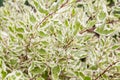 Cornus alba Argenteomarginata, Cornaceae, white and green leaves Royalty Free Stock Photo