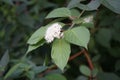 Cornus alba blooms in July. Cornus alba, the red-barked, white or Siberian dogwood, is a species of flowering plant. Berlin Royalty Free Stock Photo