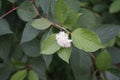 Cornus alba blooms in July. Cornus alba, the red-barked, white or Siberian dogwood, is a species of flowering plant. Berlin Royalty Free Stock Photo