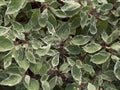 Cornus alba deciduos shrub Royalty Free Stock Photo