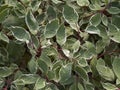 Cornus alba deciduos shrub Royalty Free Stock Photo