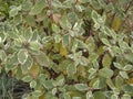 Cornus alba deciduos shrub Royalty Free Stock Photo
