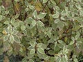 Cornus alba deciduos shrub Royalty Free Stock Photo
