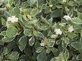 Cornus alba decorative shrub