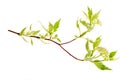 Cornus alba Elegantissima branch with white flowers and variegated leaves.