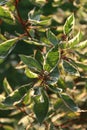 Cornus alba `Elegantissima`, foliage and berries