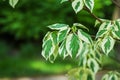 Cornus alba Elegantissima foliage