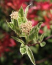 Cornus alba 'Elegantissima'