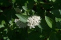 Cornus alba flowers red-barked, white or Siberian Dogwood is a s Royalty Free Stock Photo