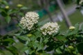 Cornus alba flowers red-barked, white or Siberian Dogwood is a s Royalty Free Stock Photo