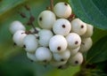 The cornus alba fruit microspur