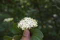 Cornus Alba (Red barked dogwood) blossom and leaves Royalty Free Stock Photo