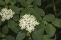 Cornus Alba & x28;Red barked dogwood& x29; blossom and leaves Royalty Free Stock Photo