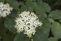 Cornus Alba & x28;Red barked dogwood& x29; blossom and leaves Royalty Free Stock Photo