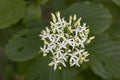 Cornus Alba (Red barked dogwood) blossom and leaves