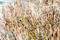 Cornus alba (red-barked, Siberian dogwood) Royalty Free Stock Photo