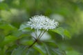 Cornus alba, the red-barked, white or Siberian dogwood, is a species of flowering plant in the family Cornaceae. Branch of Siberia Royalty Free Stock Photo