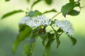 Cornus alba, the red-barked, white or Siberian dogwood, is a species of flowering plant in the family Cornaceae. Branch of Siberia Royalty Free Stock Photo