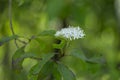 Cornus alba, the red-barked, white or Siberian dogwood, is a species of flowering plant in the family Cornaceae. Branch of Siberia Royalty Free Stock Photo