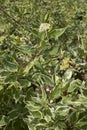 Cornus alba shrub in bloom Royalty Free Stock Photo