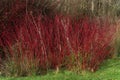 Cornus alba shrub - dogwood