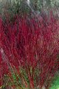 Cornus alba shrub - dogwood Royalty Free Stock Photo