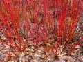Bright Red Twig Dogwood Shrub Growing in Park Royalty Free Stock Photo