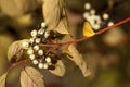 Cornus alba